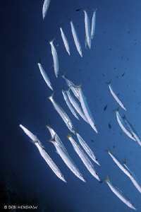 Barracuda - Tokina 10-17 taken in Bunaken by Debi Henshaw 